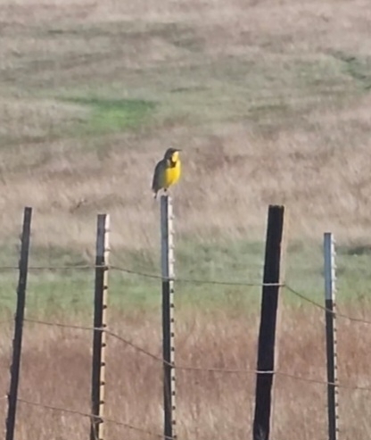 iNaturalist observation photo of Western Meadowlark