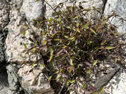 iNaturalist observation photo of California ayenia