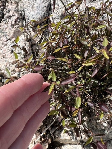 iNaturalist observation photo of California ayenia