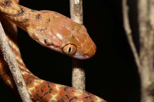 Brown Tree Snake sighting