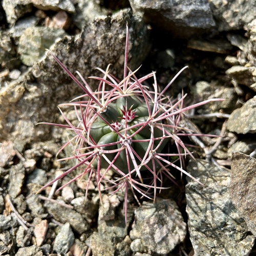 iNaturalist observation photo of California Barrel Cactus