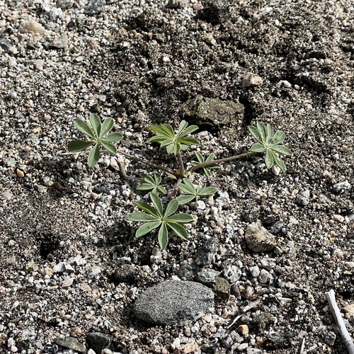 iNaturalist observation photo of Arizona lupine