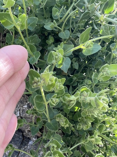 iNaturalist observation photo of slender-lobed four o'clock