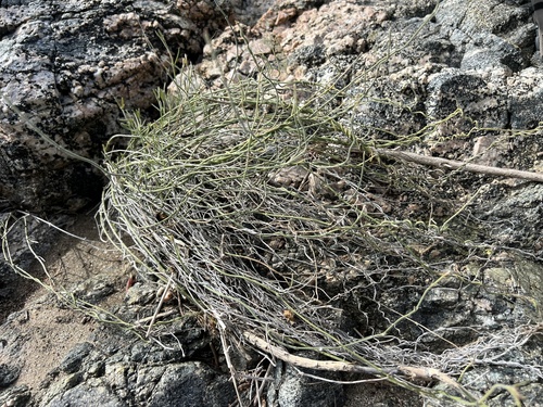 iNaturalist observation photo of hairy milkweed