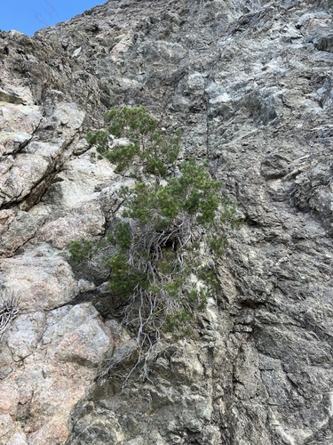 iNaturalist observation photo of Schott's Pygmycedar