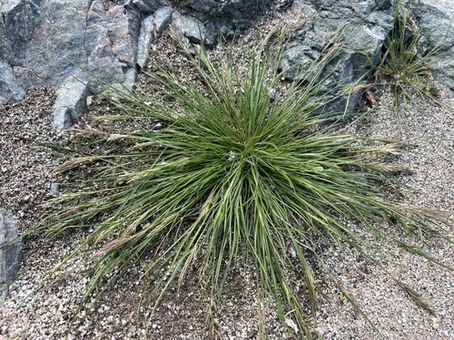 iNaturalist observation photo of common Mediterranean grass