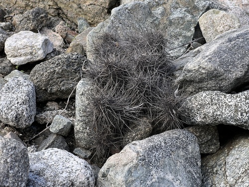 iNaturalist observation photo of Echinocereus engelmannii engelmannii