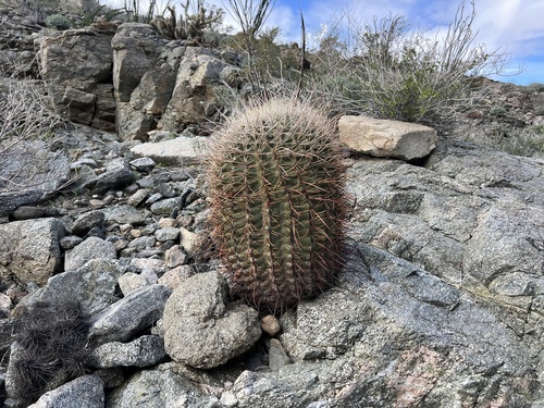 iNaturalist observation photo of California Barrel Cactus