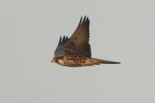 Lanner Falcon