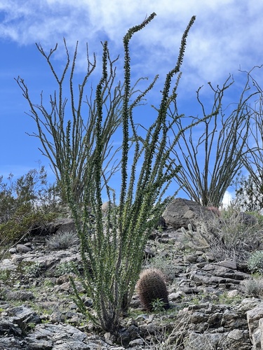 iNaturalist observation photo of ocotillo