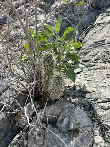 iNaturalist observation photo of Teddybear Cholla