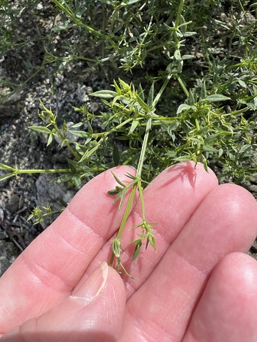 iNaturalist observation photo of California fagonbush