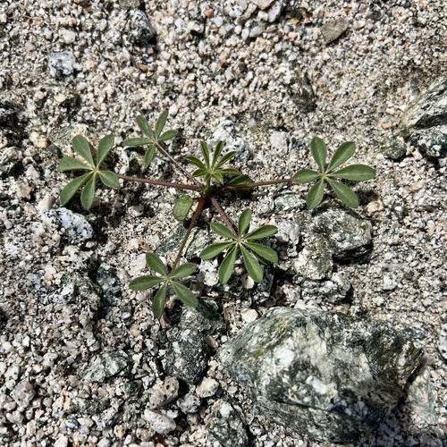 iNaturalist observation photo of Arizona lupine