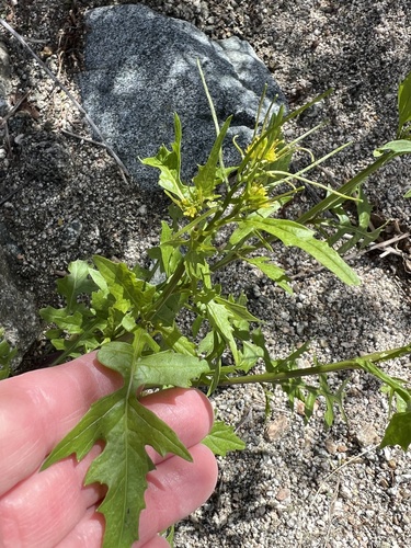 iNaturalist observation photo of London rocket