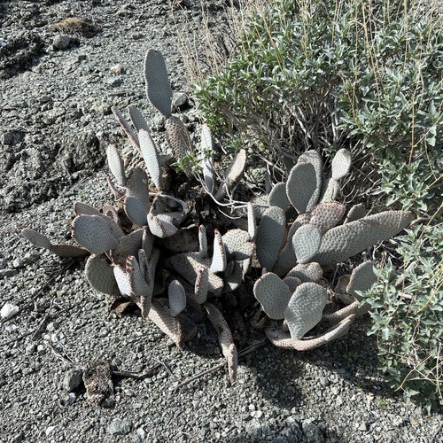 iNaturalist observation photo of beavertail cactus