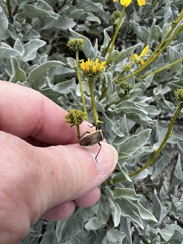 iNaturalist observation photo of California Bordered Plant Bug