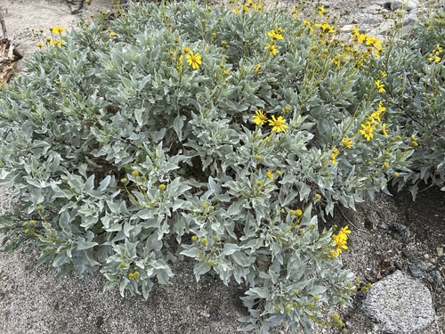 iNaturalist observation photo of Brittlebush