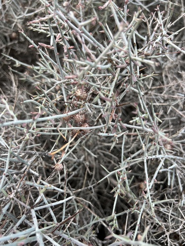 iNaturalist observation photo of White Rhatany