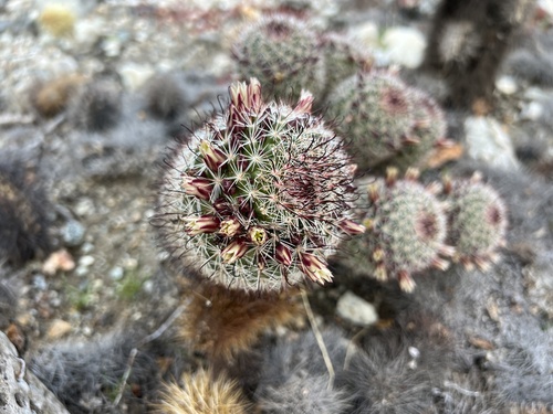 iNaturalist observation photo of Peninsular fishhook cactus