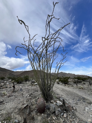 iNaturalist observation photo of ocotillo