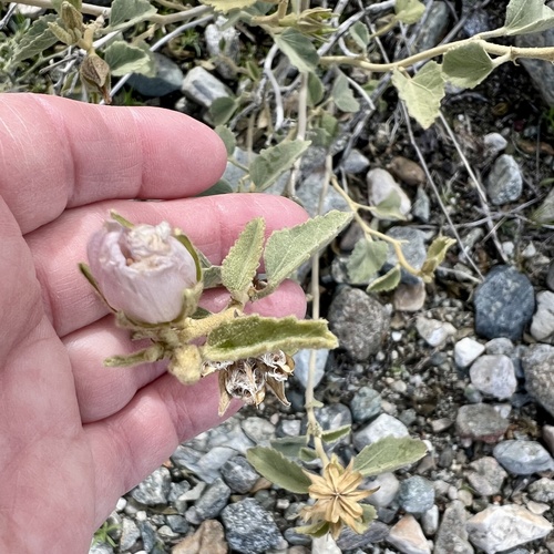 iNaturalist observation photo of Rock Hibiscus