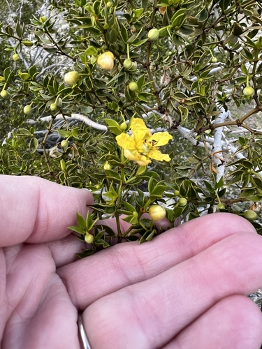 iNaturalist observation photo of Creosote Bush