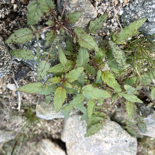 iNaturalist observation photo of Browneyes