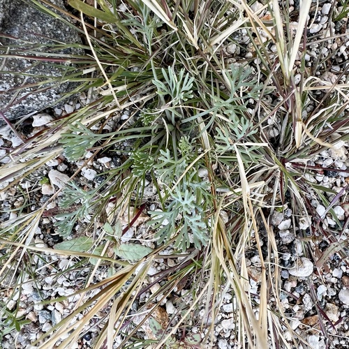 iNaturalist observation photo of Little Gold Poppy