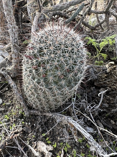 iNaturalist observation photo of Peninsular fishhook cactus