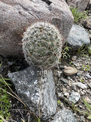 iNaturalist observation photo of Peninsular fishhook cactus