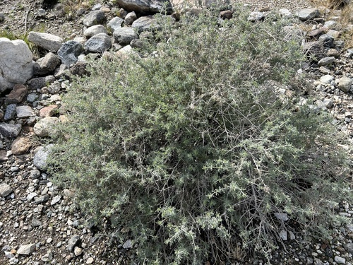 iNaturalist observation photo of Burrobush