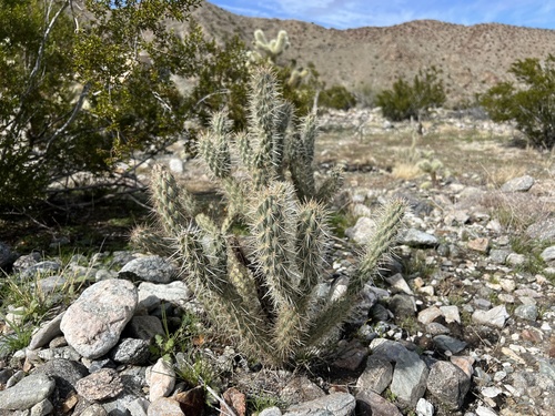 iNaturalist observation photo of Gander's cholla