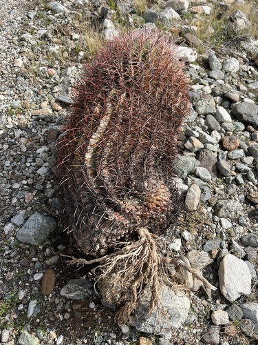 iNaturalist observation photo of California Barrel Cactus