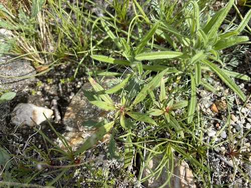 iNaturalist observation photo of Booth's Evening Primrose
