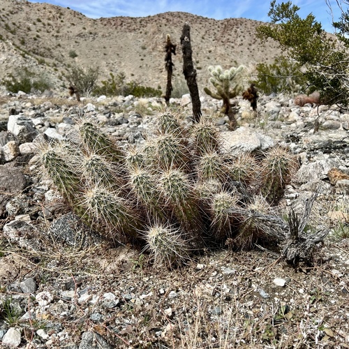 iNaturalist observation photo of Echinocereus engelmannii engelmannii