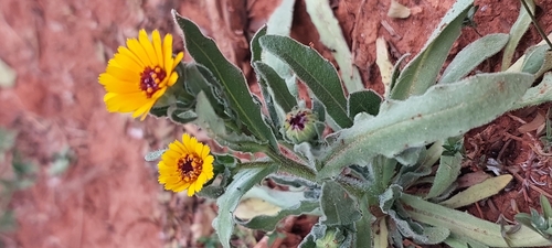 field marigold