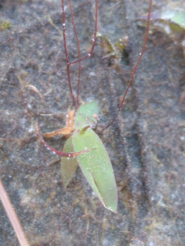 Zigzag Bladderwort