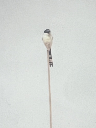 Northern Fiscal
