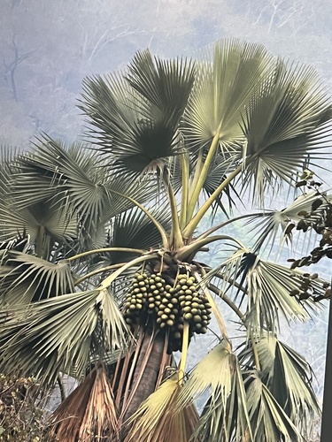 Borassus akeassii