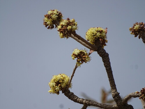 Shea Tree
