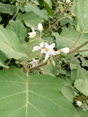 Solanum torvum image