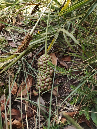 Allagoptera campestris