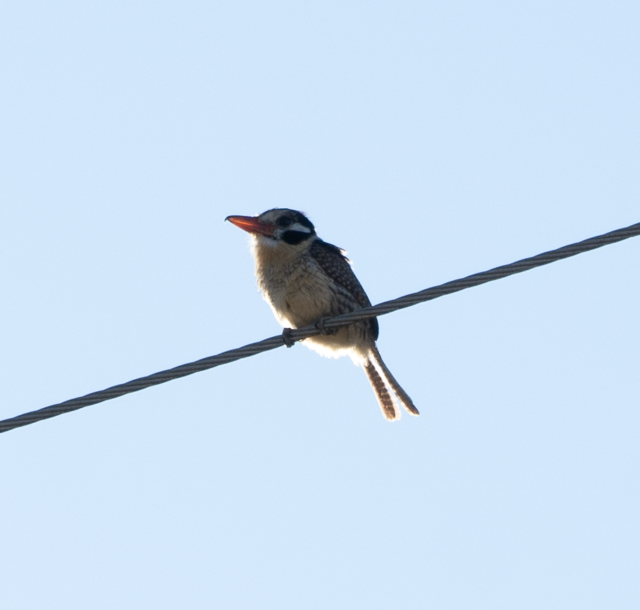 White-eared Puffbird in January 2024 by Carlos Justiniano Parada ...