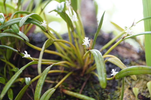 Dendrobium hispidum