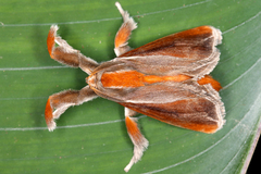 Image of Epiperola grandiosa