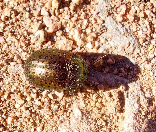 Chrysolina bicolor