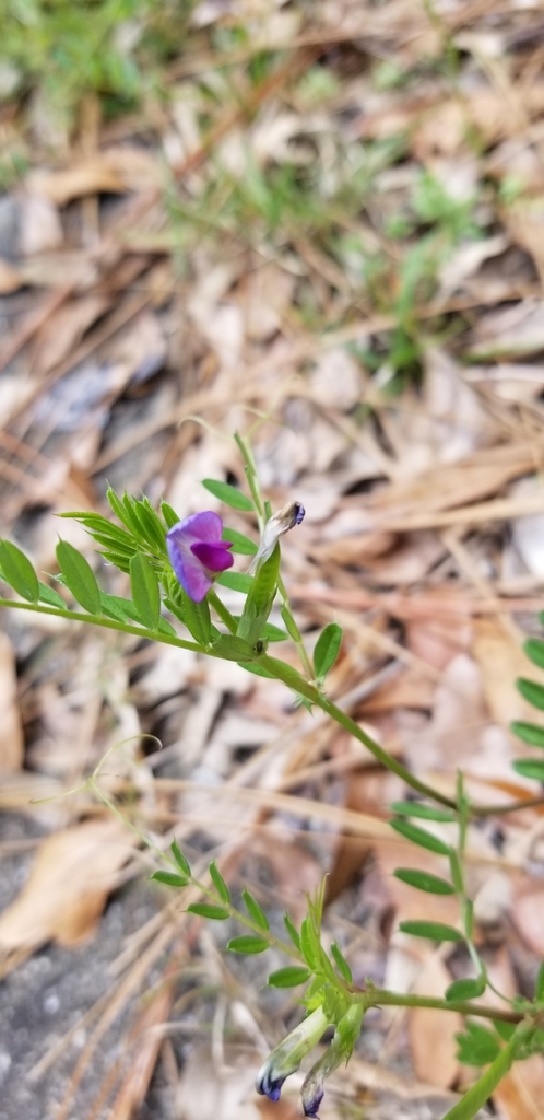 Common Vetch from 305 N Wallace Ave, Wilmington, NC 28403, USA on April ...