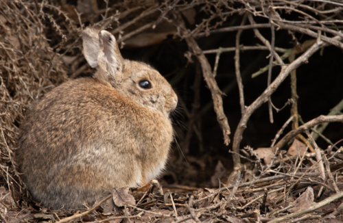 Mountain Cottontail