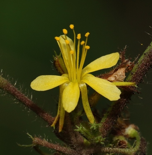 Triumfetta pilosa