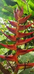 Heliconia lankesteri image